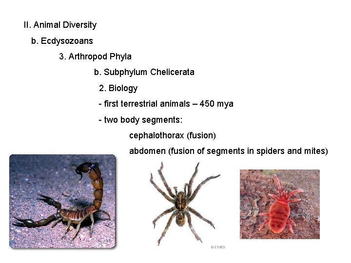 II. Animal Diversity b. Ecdysozoans 3. Arthropod Phyla b. Subphylum Chelicerata 2. Biology -