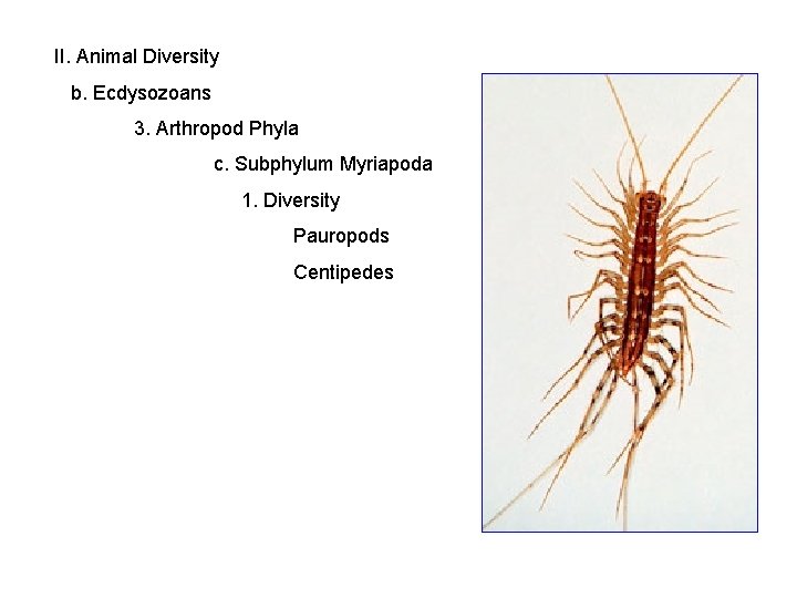 II. Animal Diversity b. Ecdysozoans 3. Arthropod Phyla c. Subphylum Myriapoda 1. Diversity Pauropods
