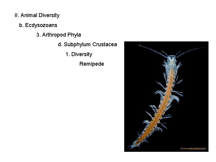 II. Animal Diversity b. Ecdysozoans 3. Arthropod Phyla d. Subphylum Crustacea 1. Diversity Remipede