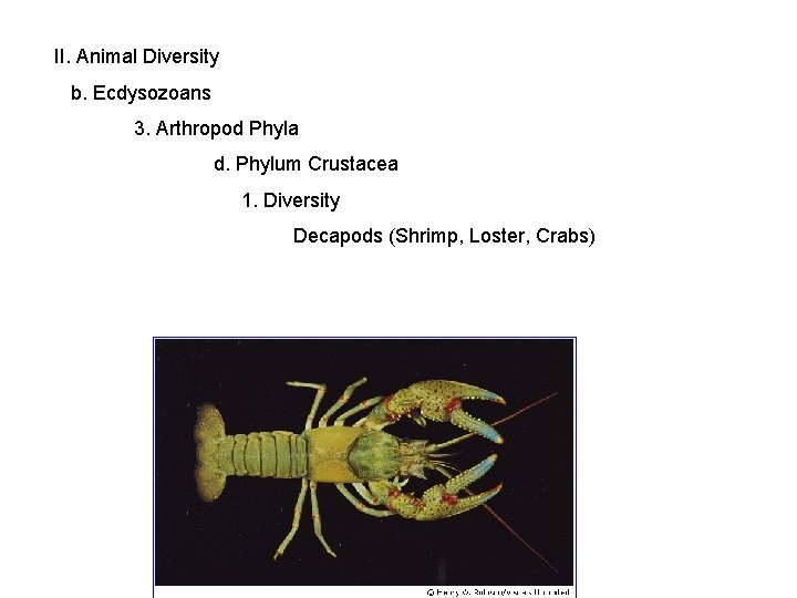 II. Animal Diversity b. Ecdysozoans 3. Arthropod Phyla d. Phylum Crustacea 1. Diversity Decapods
