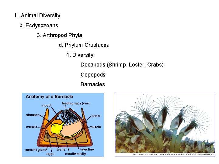 II. Animal Diversity b. Ecdysozoans 3. Arthropod Phyla d. Phylum Crustacea 1. Diversity Decapods