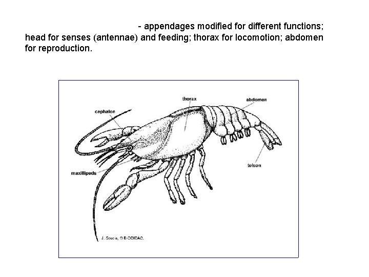 - appendages modified for different functions; head for senses (antennae) and feeding; thorax for