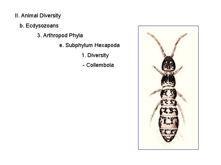 II. Animal Diversity b. Ecdysozoans 3. Arthropod Phyla e. Subphylum Hexapoda 1. Diversity -