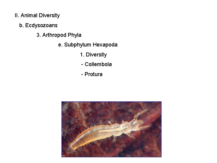 II. Animal Diversity b. Ecdysozoans 3. Arthropod Phyla e. Subphylum Hexapoda 1. Diversity -