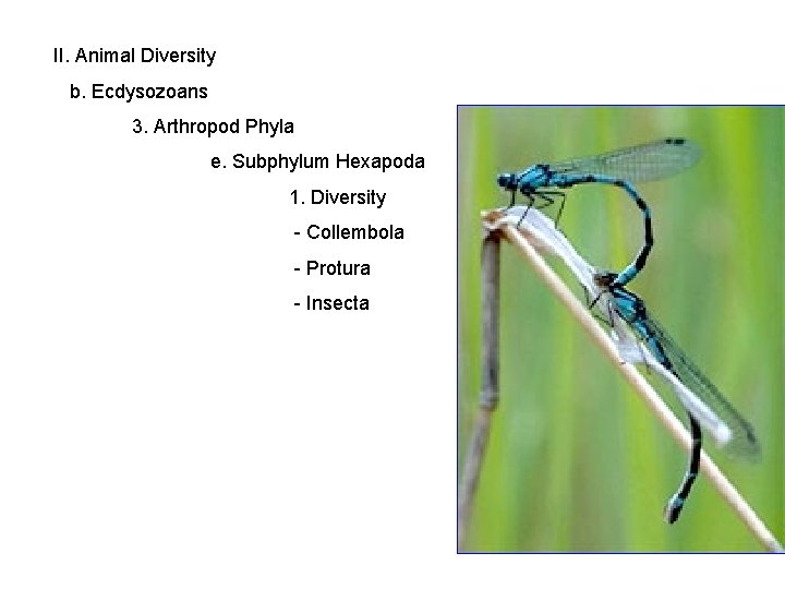 II. Animal Diversity b. Ecdysozoans 3. Arthropod Phyla e. Subphylum Hexapoda 1. Diversity -