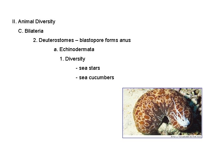 II. Animal Diversity C. Bilateria 2. Deuterostomes – blastopore forms anus a. Echinodermata 1.