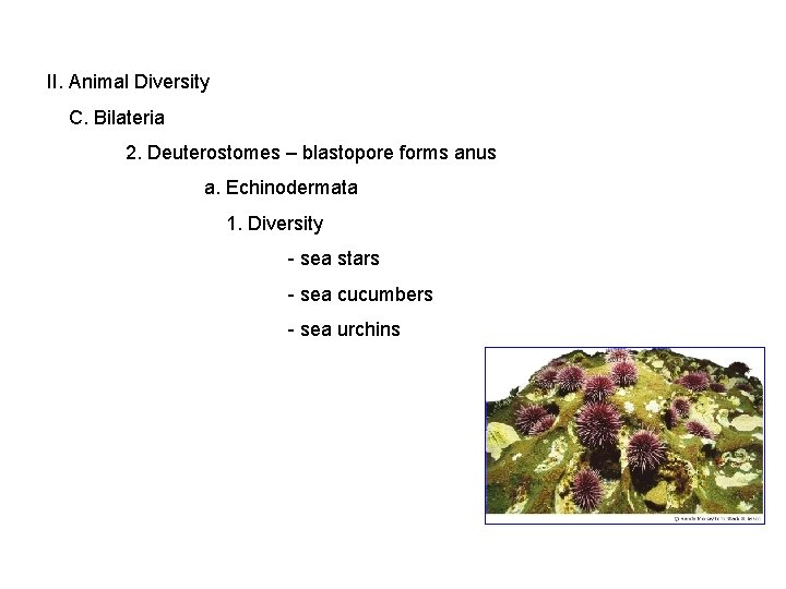 II. Animal Diversity C. Bilateria 2. Deuterostomes – blastopore forms anus a. Echinodermata 1.