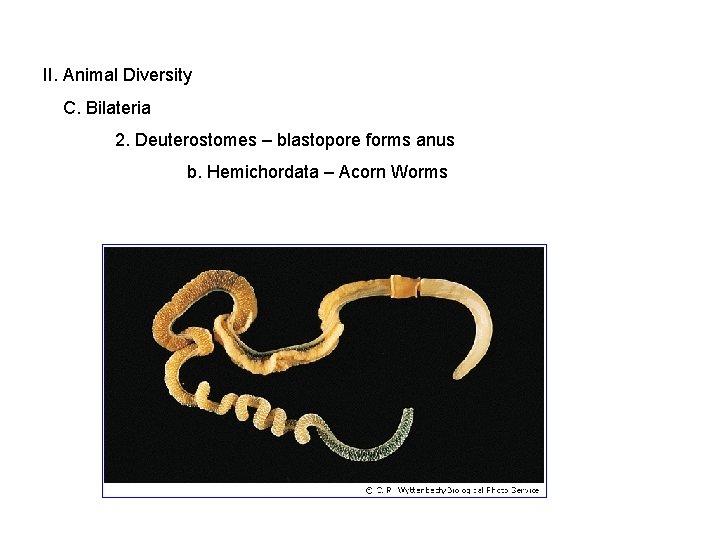 II. Animal Diversity C. Bilateria 2. Deuterostomes – blastopore forms anus b. Hemichordata –