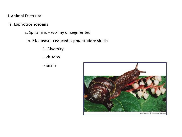 II. Animal Diversity a. Lophotrochozoans 3. Spiralians – wormy or segmented b. Mollusca –