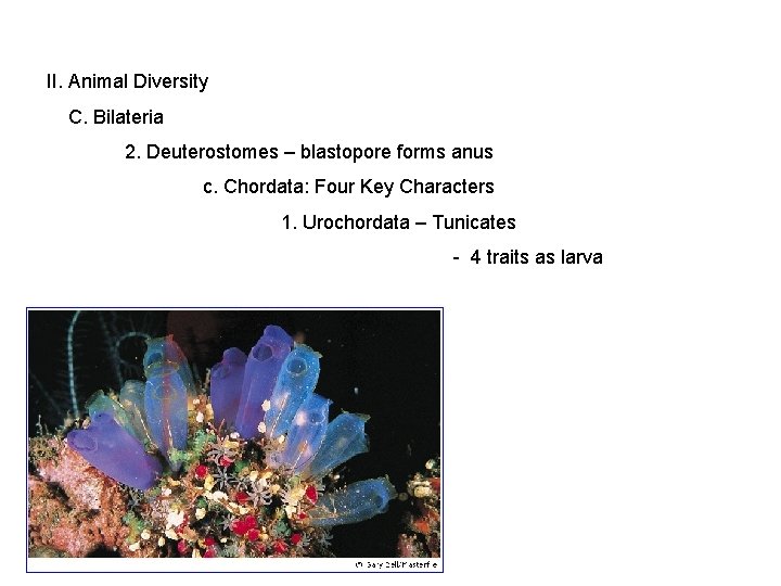 II. Animal Diversity C. Bilateria 2. Deuterostomes – blastopore forms anus c. Chordata: Four