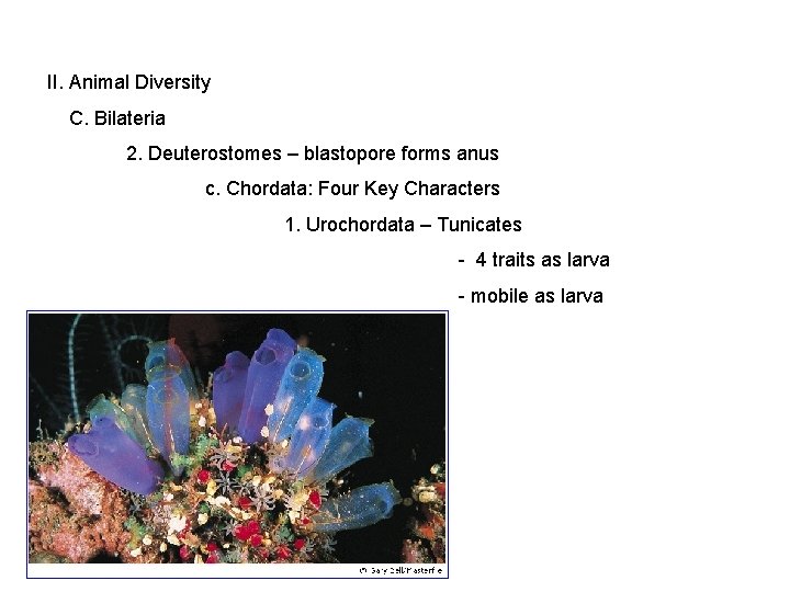 II. Animal Diversity C. Bilateria 2. Deuterostomes – blastopore forms anus c. Chordata: Four