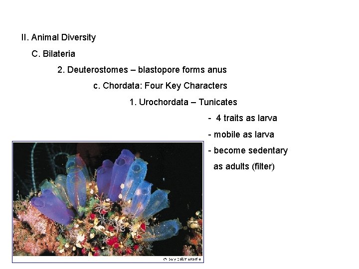 II. Animal Diversity C. Bilateria 2. Deuterostomes – blastopore forms anus c. Chordata: Four