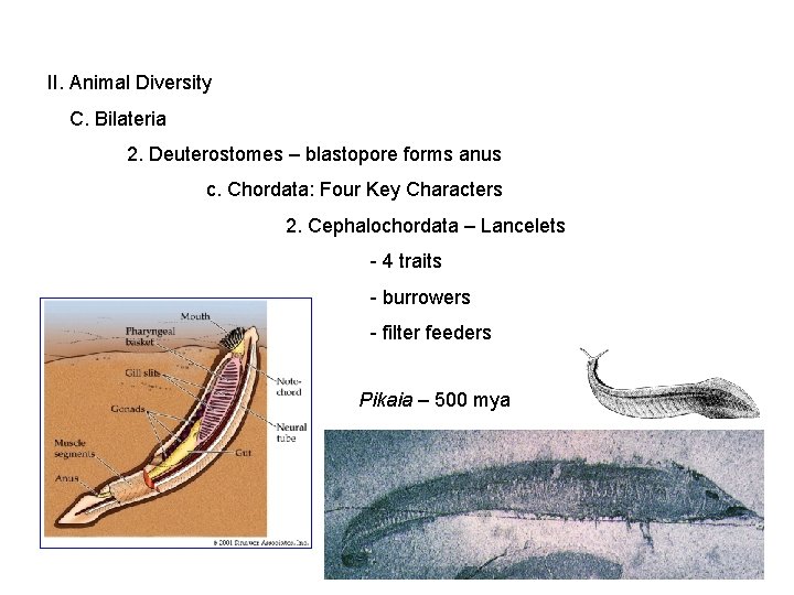 II. Animal Diversity C. Bilateria 2. Deuterostomes – blastopore forms anus c. Chordata: Four