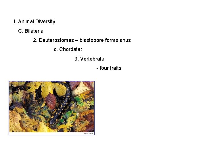 II. Animal Diversity C. Bilateria 2. Deuterostomes – blastopore forms anus c. Chordata: 3.