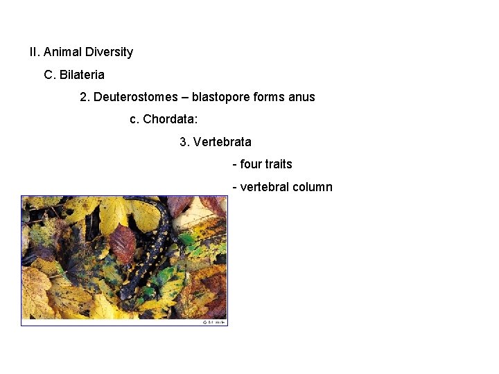 II. Animal Diversity C. Bilateria 2. Deuterostomes – blastopore forms anus c. Chordata: 3.