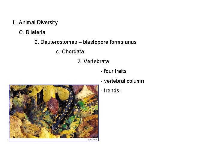 II. Animal Diversity C. Bilateria 2. Deuterostomes – blastopore forms anus c. Chordata: 3.