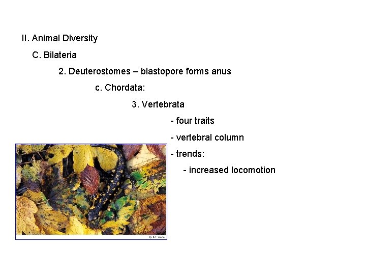 II. Animal Diversity C. Bilateria 2. Deuterostomes – blastopore forms anus c. Chordata: 3.