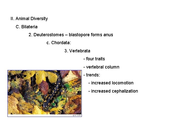 II. Animal Diversity C. Bilateria 2. Deuterostomes – blastopore forms anus c. Chordata: 3.