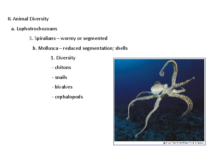 II. Animal Diversity a. Lophotrochozoans 3. Spiralians – wormy or segmented b. Mollusca –