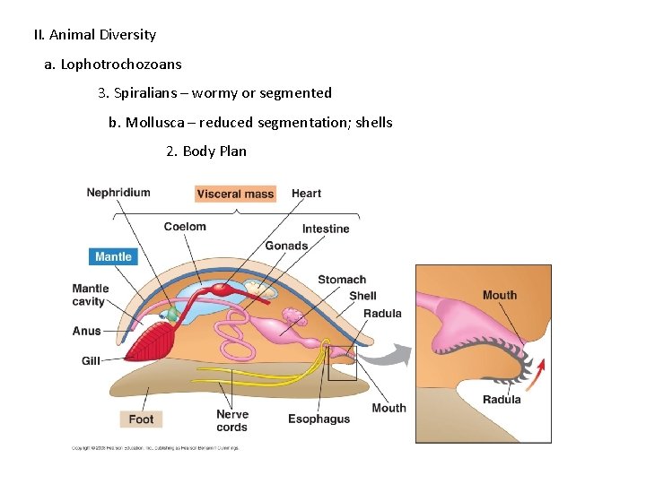 II. Animal Diversity a. Lophotrochozoans 3. Spiralians – wormy or segmented b. Mollusca –