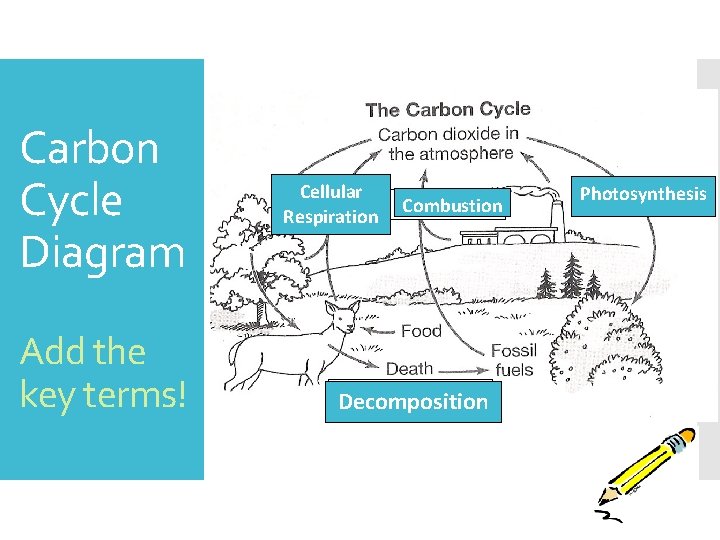 Carbon Cycle Diagram Add the key terms! Cellular Respiration Combustion Decomposition Photosynthesis 