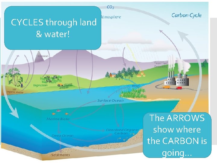 CYCLES through land & water! The ARROWS show where the CARBON is going… 