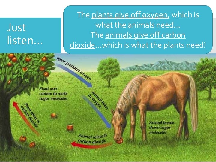 Just listen… Simple picture The plants give off oxygen, which is what the animals