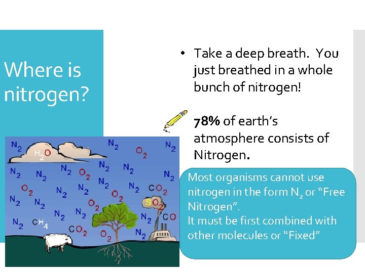 Where is nitrogen? • Take a deep breath. You just breathed in a whole