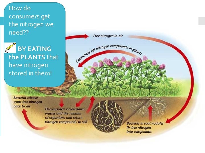 How do consumers get the nitrogen we need? ? ** BY EATING the PLANTS