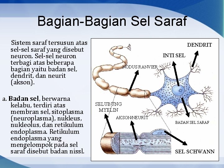 Bagian-Bagian Sel Saraf Sistem saraf tersusun atas sel-sel saraf yang disebut neuron. Sel-sel neuron