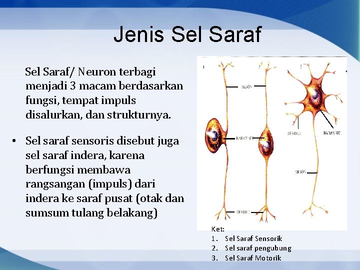Jenis Sel Saraf/ Neuron terbagi menjadi 3 macam berdasarkan fungsi, tempat impuls disalurkan, dan