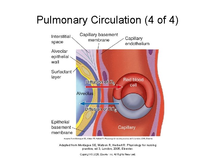 Pulmonary Circulation (4 of 4) Adapted from Montague SE, Watson R, Herbert R: Physiology