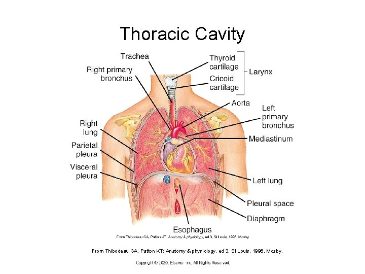 Thoracic Cavity From Thibodeau GA, Patton KT: Anatomy & physiology, ed 3, St Louis,