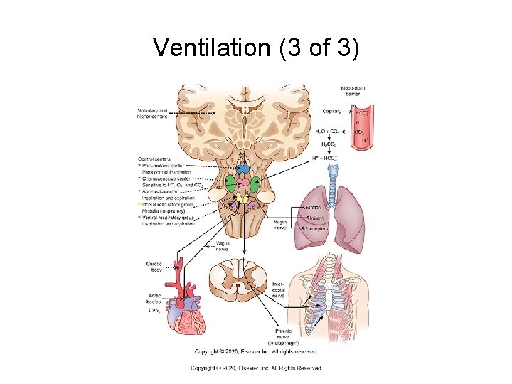 Ventilation (3 of 3) 