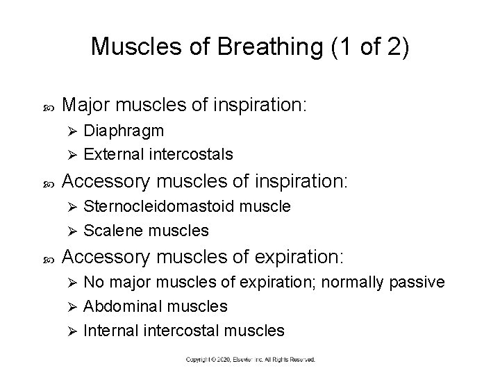 Muscles of Breathing (1 of 2) Major muscles of inspiration: Diaphragm Ø External intercostals
