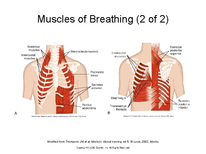 Muscles of Breathing (2 of 2) Modified from Thompson JM et al: Mosby’s clinical