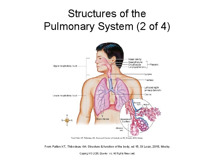 Structures of the Pulmonary System (2 of 4) From Patton KT, Thibodeau GA: Structure