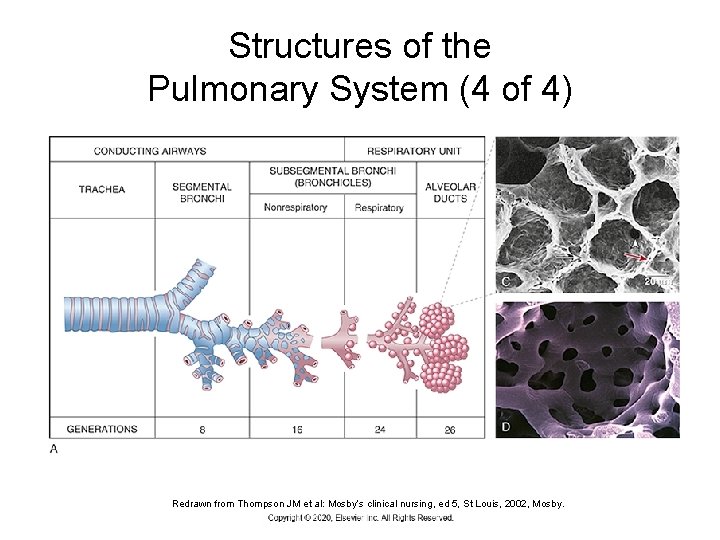 Structures of the Pulmonary System (4 of 4) Redrawn from Thompson JM et al: