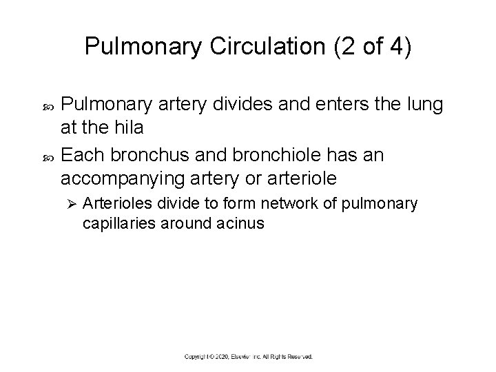 Pulmonary Circulation (2 of 4) Pulmonary artery divides and enters the lung at the