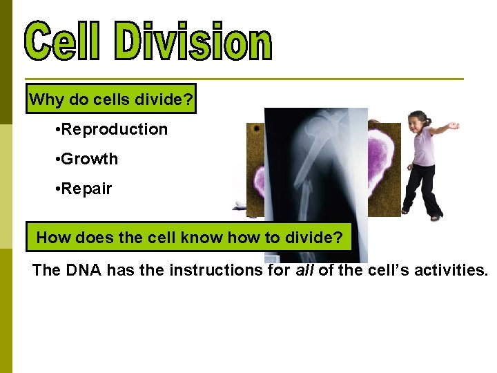 Why do cells divide? • Reproduction • Growth • Repair How does the cell