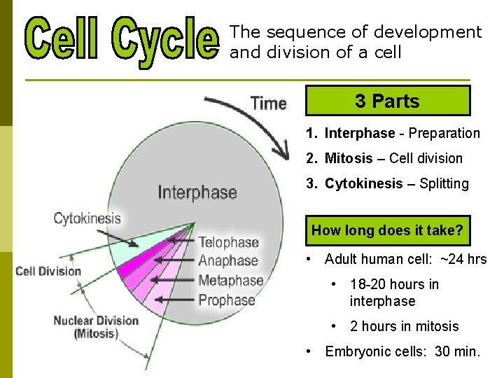 The sequence of development and division of a cell 3 Parts 1. Interphase -