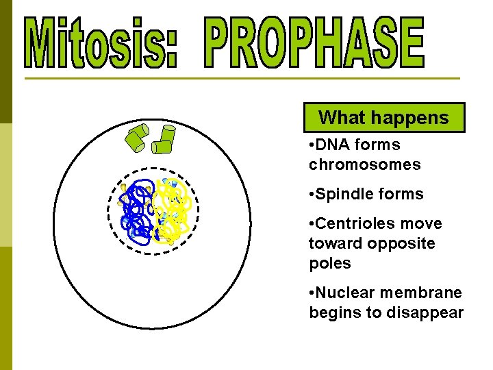 What happens • DNA forms chromosomes • Spindle forms • Centrioles move toward opposite