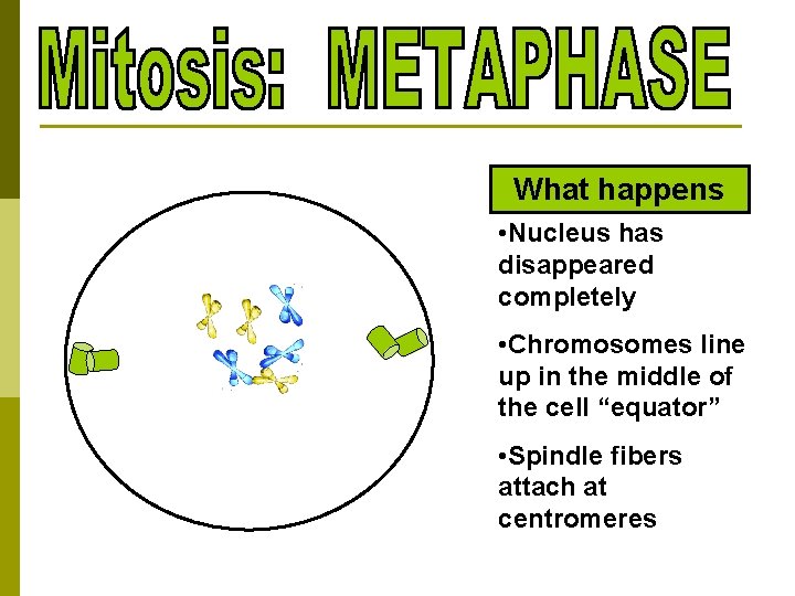 What happens • Nucleus has disappeared completely • Chromosomes line up in the middle