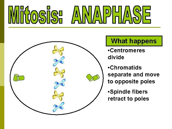 What happens • Centromeres divide • Chromatids separate and move to opposite poles •
