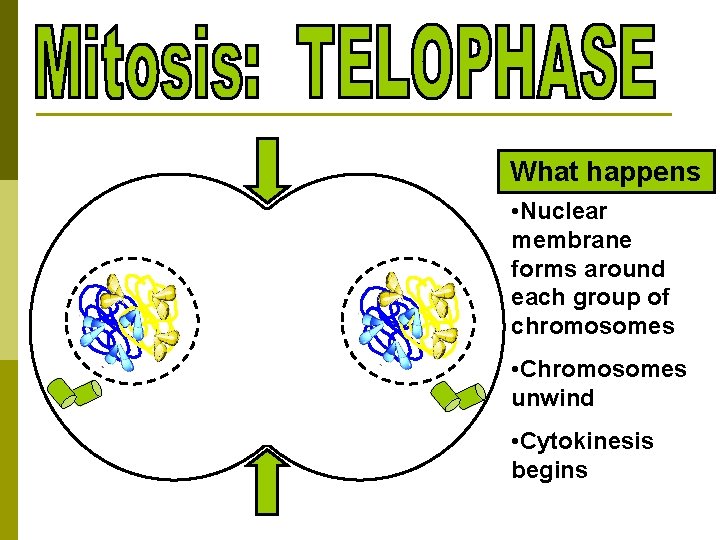 What happens • Nuclear membrane forms around each group of chromosomes • Chromosomes unwind