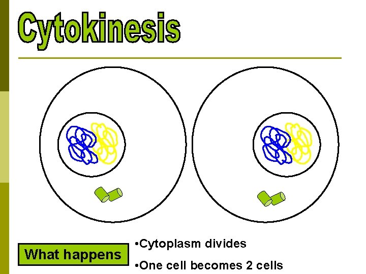 What happens • Cytoplasm divides • One cell becomes 2 cells 