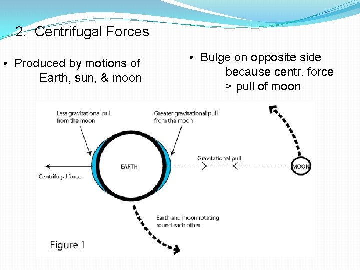 2. Centrifugal Forces • Produced by motions of Earth, sun, & moon • Bulge