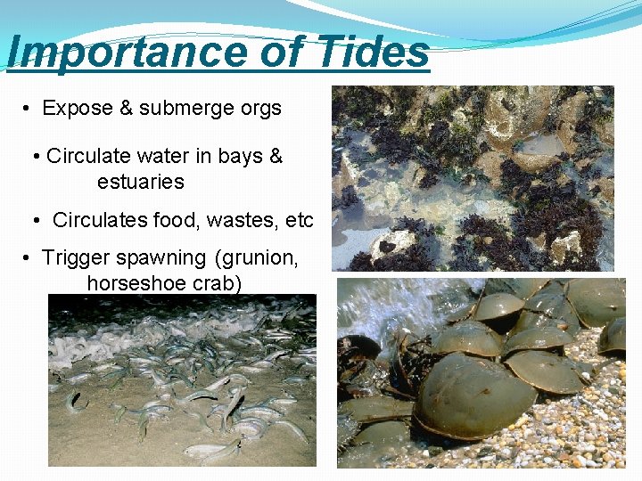 Importance of Tides • Expose & submerge orgs • Circulate water in bays &