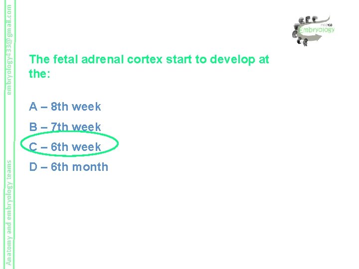 embryology 433@gmail. com The fetal adrenal cortex start to develop at the: A –