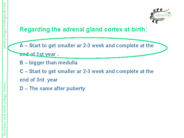 embryology 433@gmail. com Regarding the adrenal gland cortex at birth: A – Start to